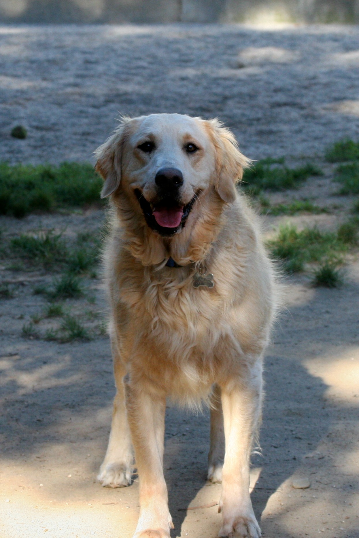 doggie-day-care-policies